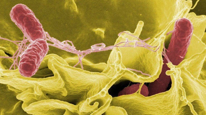 បាក់តេរី Salmonella ត្រូវបានរកឃើញនៅក្នុងគំរូក្មេងប្រុសពុលដោយនំប៉័ង