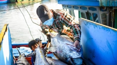 Cá ngừ Việt Nam sang Anh tăng trưởng 'bậc thang'