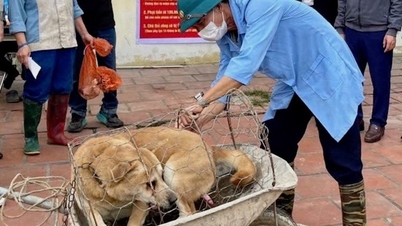 En muchos municipios se han registrado casos de rabia en perros y gatos. ¿Qué se puede hacer para prevenirlo?