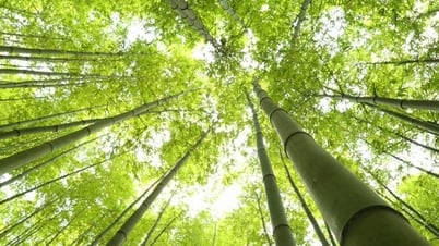 Bamboo forest as beautiful as the movie The Condor Heroes in Mu Cang Chai