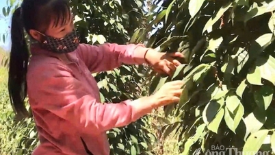 Giá tiêu hôm nay 16/3/2025 trong nước "tuột mốc" 160.000 đồng/kg