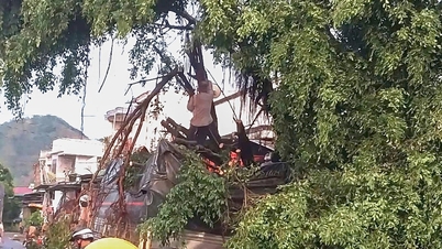 Ancient banyan tree uprooted, crushed car in heavy rain in Lam Dong