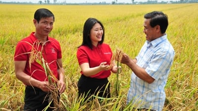 អត្ថប្រយោជន៍ទ្វេរដងពីគម្រោងស្រូវបញ្ចេញឧស្ម័នតិច ១លានហិកតា