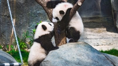 Perfect Family Day Trip to Ocean Park to See Pandas