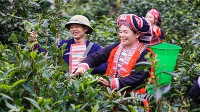 Ha Giang: Developing tea plants, creating momentum for sustainable poverty reduction