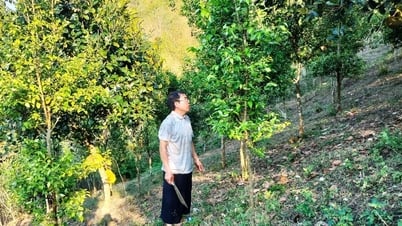 ការលើកទឹកចិត្តពីកម្មវិធីកាត់បន្ថយភាពក្រីក្រ
