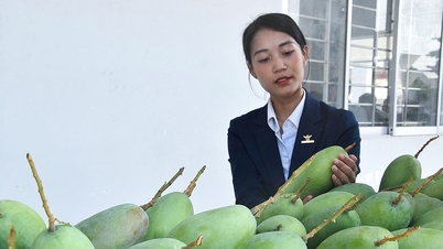 Exporting the first batch of green-skinned mangoes to the US market