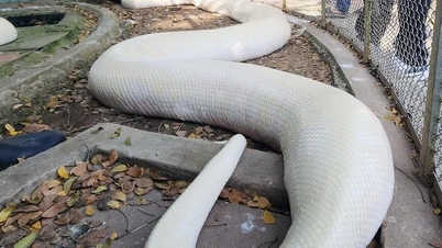 ពស់ថ្លាន់ albino ដ៏កម្រ ប្រវែង ៥ម៉ែត្រ ទម្ងន់ ៩០គីឡូក្រាម នៅក្នុងកសិដ្ឋានចិញ្ចឹមពស់ដ៏ធំបំផុតនៅភាគខាងលិច