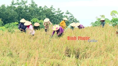 In the rice season - Binh Phuoc, Binh Phuoc News, Binh Phuoc Province News