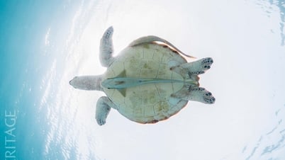 Vòng quay thiêng liêng của sự sống