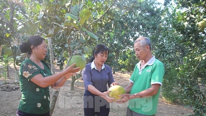 អាថ៌កំបាំងក្នុងការនាំយកផ្លែក្រូចថ្លុង Muc ចេញពី Lao Cai ជួយប្រជាជនអភិវឌ្ឍសេដ្ឋកិច្ច
