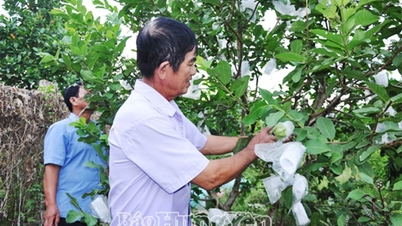Phát triển vùng sản xuất cây ăn quả, hoa, cây cảnh tập trung