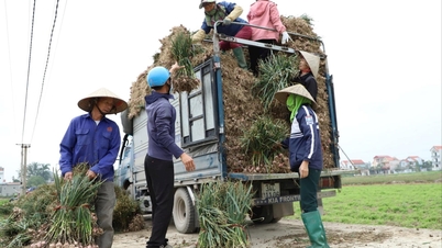 Garlic productivity in Nam Sach increased by about 15%