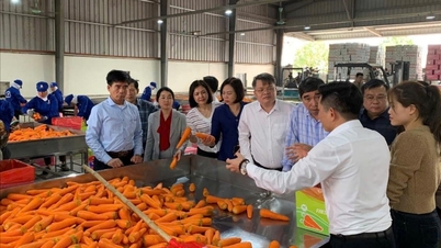 Ngoc Vu 회사(Nam Sach)는 농산물 가공 및 거래 프로젝트에 대한 투자 자본을 1,620억 VND 이상 늘렸습니다.