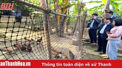 การประเมินประสิทธิผลโครงการเชื่อมโยงการเลี้ยงไก่เนื้อลายโฮเชิงพาณิชย์ตามห่วงโซ่คุณค่าในอำเภอเทิงซวน