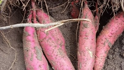 Süßkartoffelbauern machen große Gewinne, da sich die Preise verdreifachen