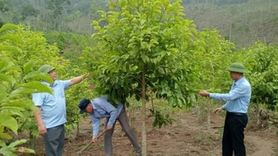 Binh Lieu : privilégier la plantation d'arbres dispersés et d'arbres de grande valeur