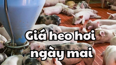 Tin tức, dự báo giá heo hơi ngày mai 22/3/2025 sẽ phục hồi nhẹ
