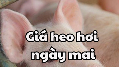 Tin tức, dự báo giá heo hơi ngày mai 21/3/2025 tiếp tục giảm nhẹ