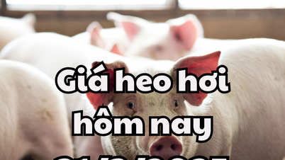 Đang vào giai đoạn ổn định