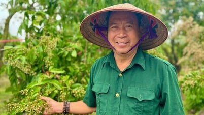 Un milliardaire de Hung Yen est un agriculteur qui cultive du litchi géant, un fruit de spécialité, vendu 500 000 VND/kg.