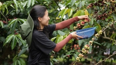 Coffee price forecast tomorrow 3/25/2025 market slightly decreased