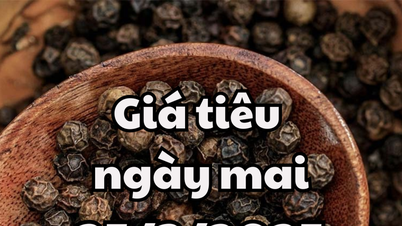 Tin tức, dự báo giá tiêu ngày mai 25/3/2025 có tín hiệu tích cực