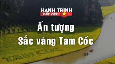 Hẹn hò với “mùa vàng” Tam Cốc