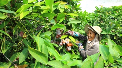 ប្រាក់ចំណូលល្អពីគំរូរីកលូតលាស់ plum នៅក្នុងសុទ្ធ