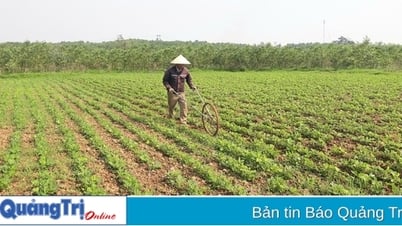 Phát triển kinh tế nông nghiệp ở Triệu Phong - 10 năm nhìn lại