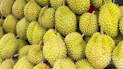 Économie - Actualités du marché 22 mars 2025 : Les exportations de fruits et légumes au premier trimestre ont atteint plus de 1,1 milliard USD