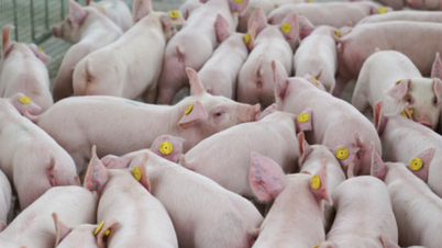 El magnate de los cerdos vegetarianos anuncia información inusual