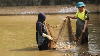 Striving to supply over 300,000 fish fry of all kinds - Cao Bang Electronic Newspaper