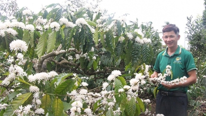 Coffee production cooperative strives to "renew" itself