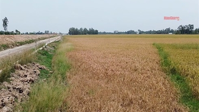 District de Long My : de nombreuses rizières sont mortes de manière anormale