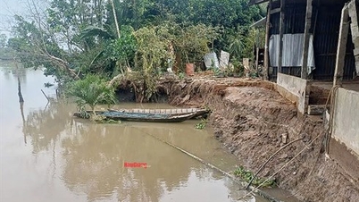 Chau Thanh district has consecutive landslides on river banks.