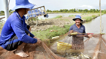 តម្លៃគ្រាប់ពូជត្រីកើនឡើង