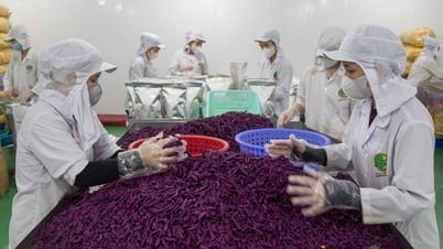 Bài cuối: Nâng cao chất lượng để sản phẩm OCOP vươn xa