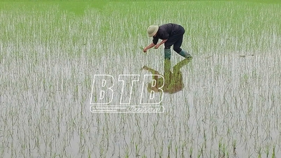 বসন্তকালীন ধানের ফসলের যত্ন এবং সুরক্ষার উপর দৃষ্টি নিবদ্ধ করা।