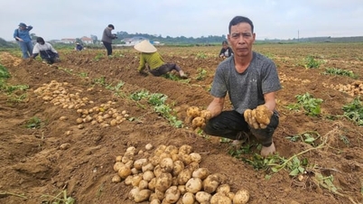 Bringing potatoes to the windy land