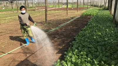 Hanoi farmers get rich by growing safe vegetables