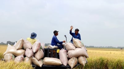 Rice prices increase, rice is stable