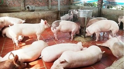 Precio de la carne de cerdo al 28 de marzo de 2025: fuerte caída generalizada