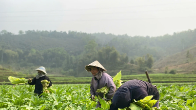 Ngân Sơn vào vụ thu hoạch thuốc lá