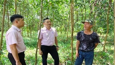 ស្រុក M'Drak (Dak Lak)៖ ដើមទុនឥណទានគោលនយោបាយសង្គមសរុបឈានដល់ជាង ៦២៦ពាន់លានដុង