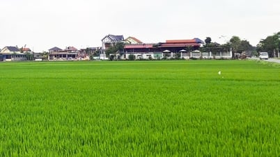 Quang Ninh: Focus on linking rice production according to VietGAP standards with product consumption
