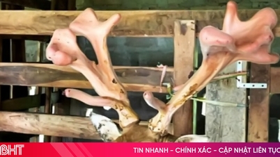 Cặp nhung hươu thế “đa chồi, rộ lộc” được bán với giá 52 triệu đồng