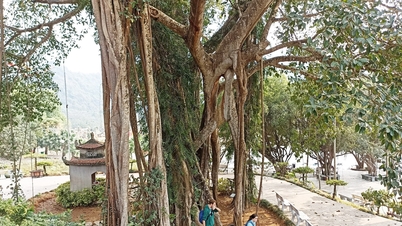 The mystery of the thousand-year-old 'walking' banyan tree next to the ancient temple in Ninh Binh