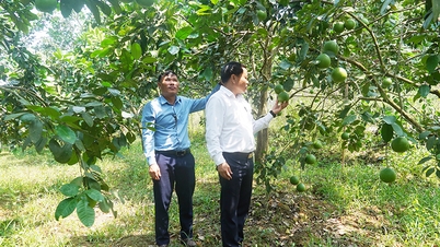 Tuyên Hóa: Tập trung hỗ trợ vốn vay cho nông dân