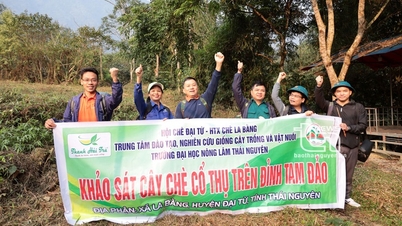 'Vén màn' bí ẩn chè cổ núi Tam Đảo thuộc địa phận Thái Nguyên - Kỳ 1: Hành trình vượt núi